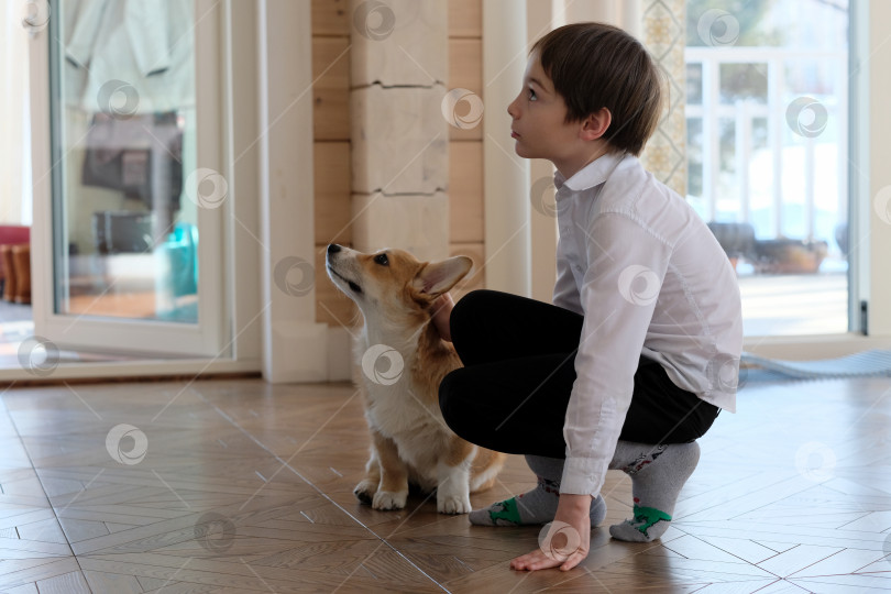 Скачать Собака породы вельш-корги Касл-Пемброк и ребенок смотрят в одном направлении, сидя на полу в доме. фотосток Ozero