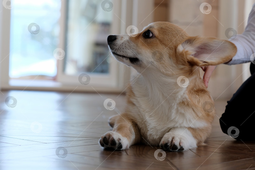 Скачать Симпатичная собачка породы вельш-корги Пемброк лежит на полу, и на нее смотрит ребенок фотосток Ozero