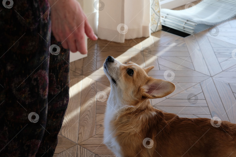 Скачать Симпатичная собачка породы вельш-корги Пемброк сидит на полу и смотрит на хозяина в ожидании еды. фотосток Ozero