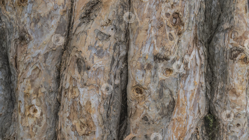 Скачать Ствол и кора бумажно-древесного дерева Melaleuca linariifolia. фотосток Ozero