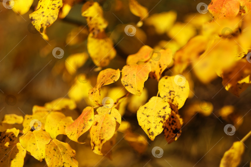 Скачать Осенние желтые яркие листья на дереве крупным планом. Естественный фон фотосток Ozero
