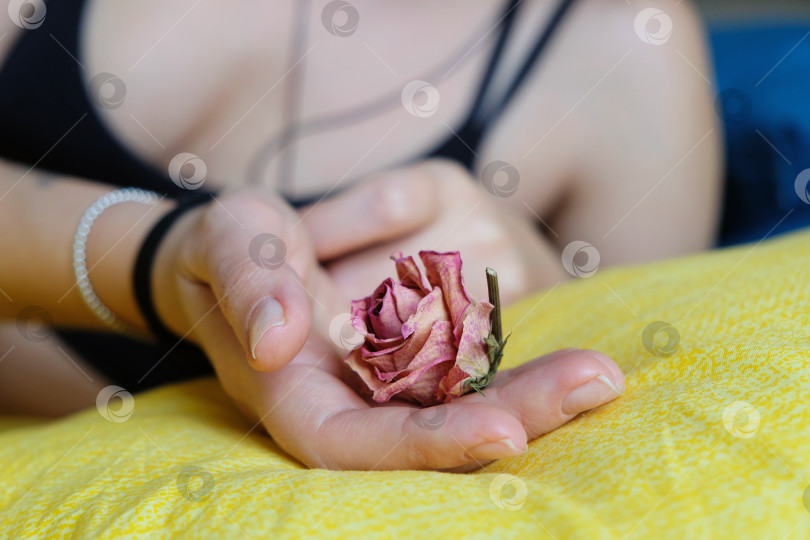 Скачать Женская рука держит сухой розовый цветок на желтом постельном белье. На заднем плане женское тело. Картина о женственности, о психологии женщин. фотосток Ozero