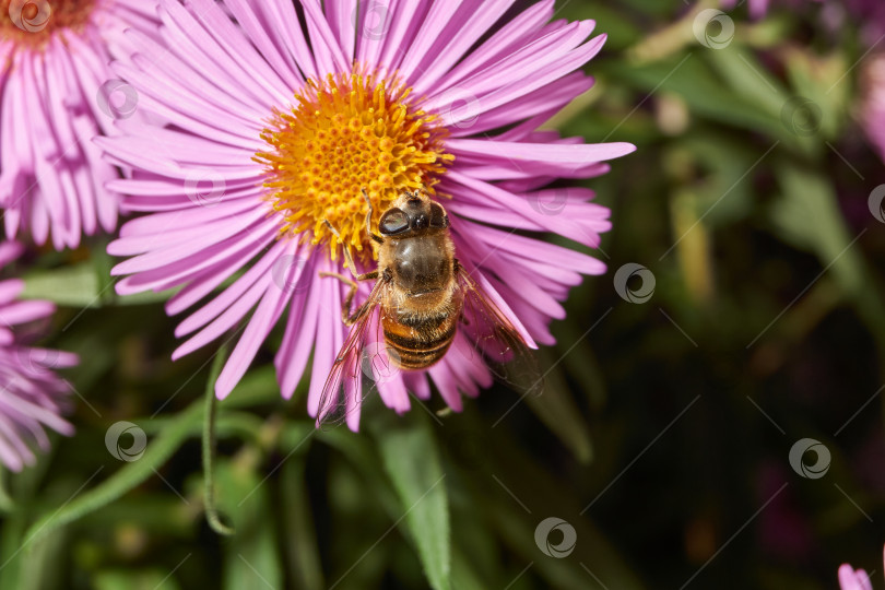Скачать Муха собирает нектар и пыльцу с цветов. фотосток Ozero