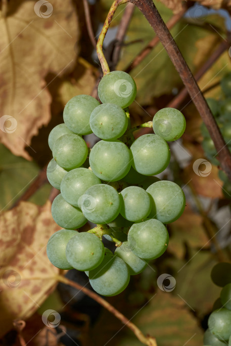 Скачать Спелая гроздь винограда. В саду созрел виноград. фотосток Ozero