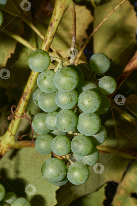 Скачать Спелая гроздь винограда. В саду созрел виноград. фотосток Ozero