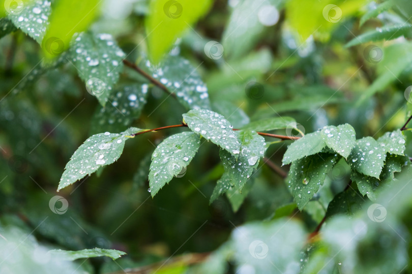 Скачать Зеленые листья с каплями воды, макро, фон природы фотосток Ozero