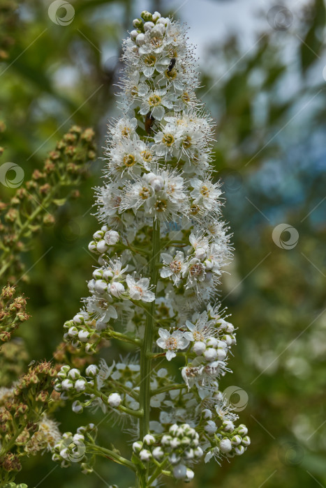 Скачать Спирея иволистная (лат. Spiraea salicifolia). фотосток Ozero