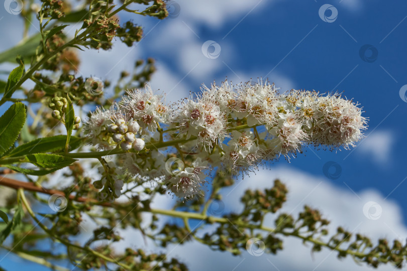 Скачать Спирея иволистная (лат. Spiraea salicifolia). фотосток Ozero