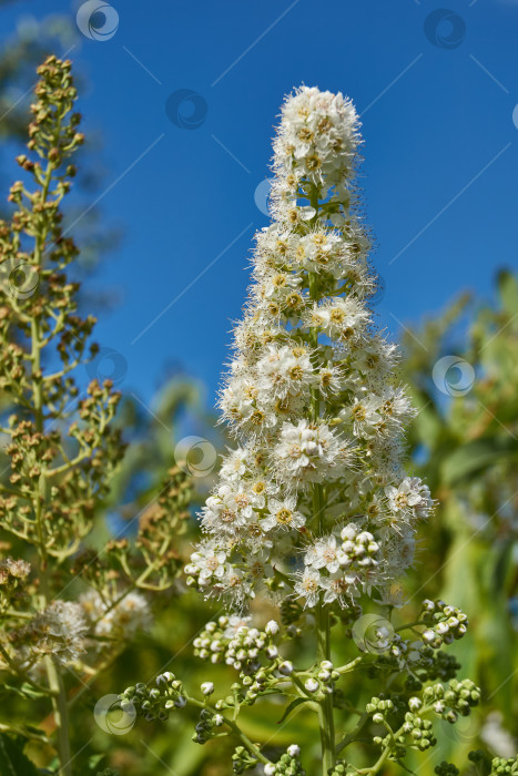 Скачать Спирея иволистная (лат. Spiraea salicifolia). фотосток Ozero