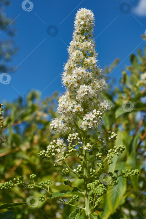 Скачать Спирея иволистная (лат. Spiraea salicifolia). фотосток Ozero