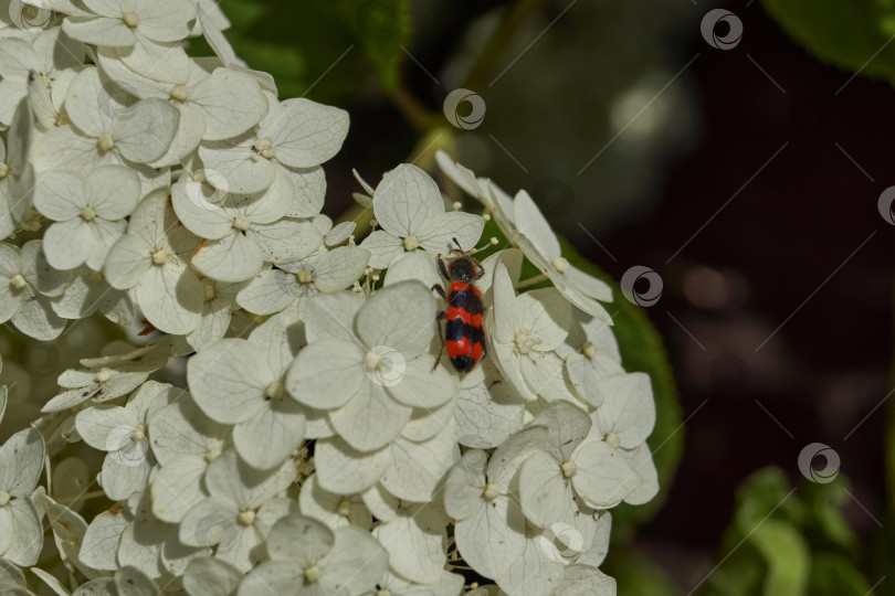 Скачать Соцветие гортензии (лат. Hydrangea). фотосток Ozero