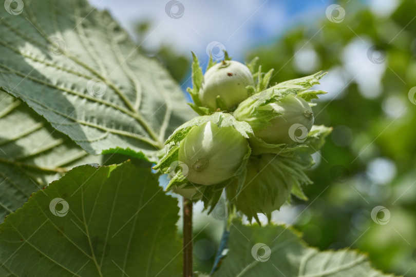 Скачать Орехи лещины обыкновенной (лат. Corylus avellana) созрели. фотосток Ozero