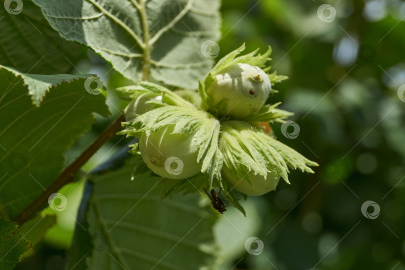 Скачать Орехи лещины обыкновенной (лат. Corylus avellana) созрели. фотосток Ozero