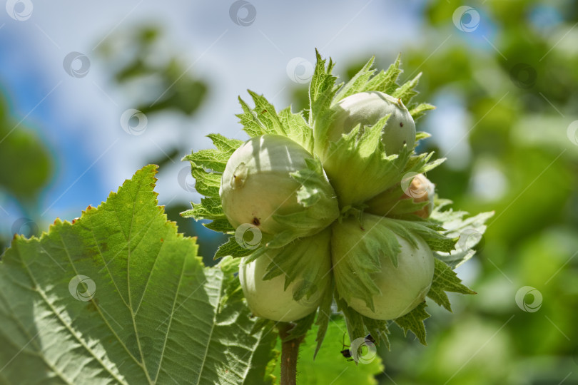 Скачать Орехи лещины обыкновенной (лат. Corylus avellana) созрели. фотосток Ozero