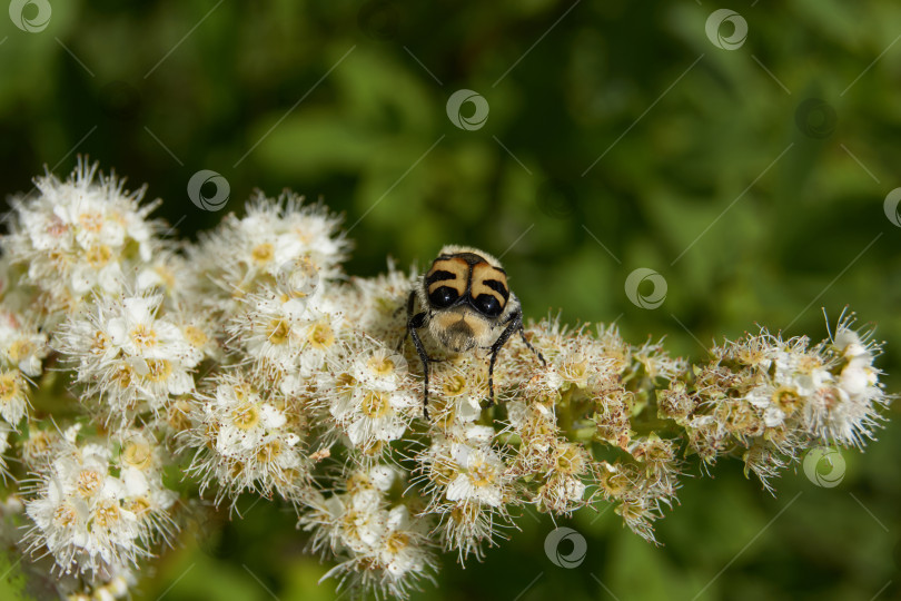 Скачать Спирея иволистная (лат. Spiraea salicifolia). фотосток Ozero