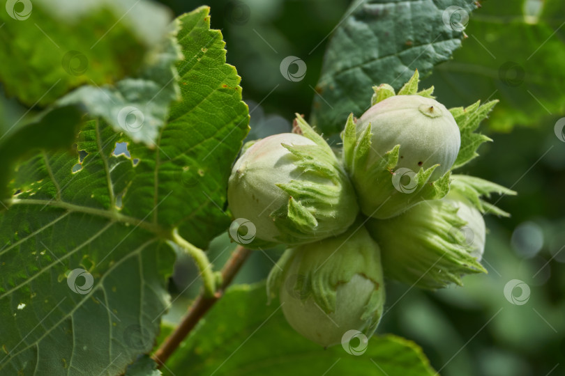 Скачать Орехи лещины обыкновенной (лат. Corylus avellana) созрели. фотосток Ozero