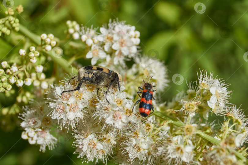 Скачать Спирея иволистная (лат. Spiraea salicifolia). фотосток Ozero