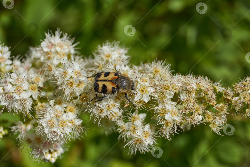 Скачать Спирея иволистная (лат. Spiraea salicifolia). фотосток Ozero