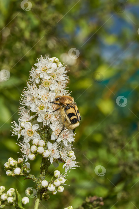 Скачать Спирея иволистная (лат. Spiraea salicifolia). фотосток Ozero