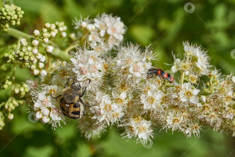 Скачать Спирея иволистная (лат. Spiraea salicifolia). фотосток Ozero