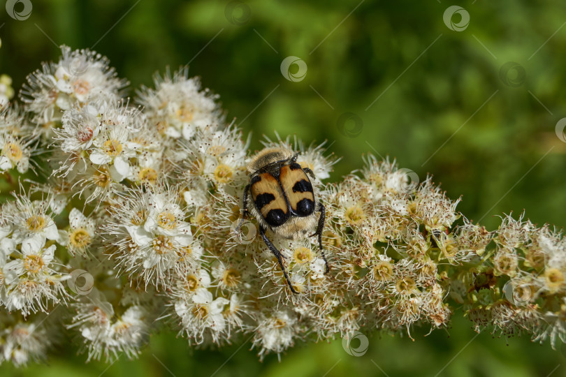 Скачать Спирея иволистная (лат. Spiraea salicifolia). фотосток Ozero