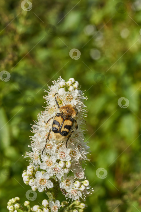 Скачать Спирея иволистная (лат. Spiraea salicifolia). фотосток Ozero