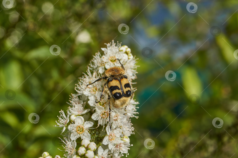 Скачать Спирея иволистная (лат. Spiraea salicifolia). фотосток Ozero