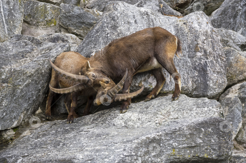 Скачать Два самца горного козерога (Capra ibex) дерутся. фотосток Ozero