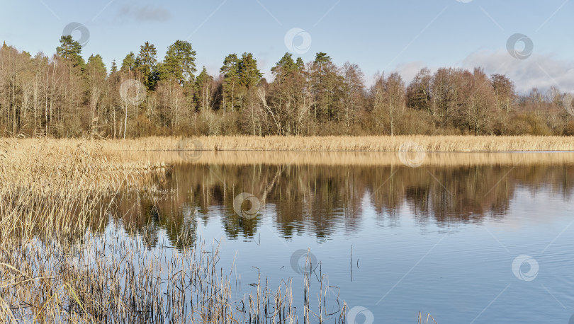 Скачать Живописное спокойное озеро с зеркальной водной гладью, окруженное сухим тростником и лесом в солнечный день. фотосток Ozero