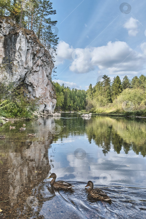 Скачать Дикие утки плавают по реке возле скалы. Летний природный пейзаж. фотосток Ozero