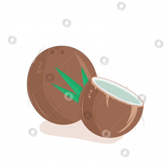 Скачать векторная иллюстрация кокосового ореха фотосток Ozero