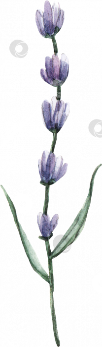 Скачать Акварельная иллюстрация цветов лаванды, ботаническая иллюстрация. Прованс фотосток Ozero