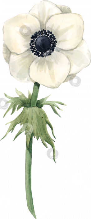 Скачать Акварельная иллюстрация цветка белой анемоны, ботаническая иллюстрация. фотосток Ozero