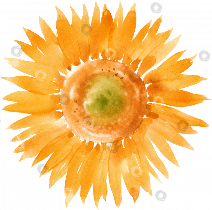 Скачать PNG Акварельная иллюстрация цветка подсолнуха, ботаническая иллюстрация фотосток Ozero