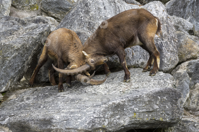 Скачать Два самца горного козерога (Capra ibex) дерутся. фотосток Ozero