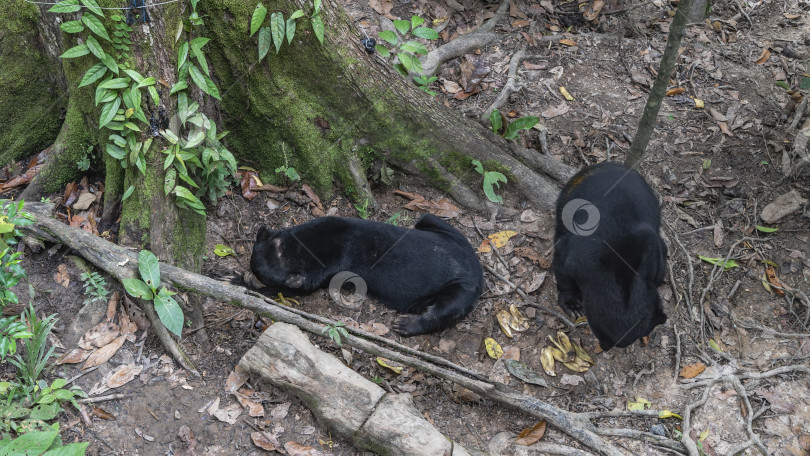 Скачать Кормятся два бируанга helarctos malayanus. фотосток Ozero