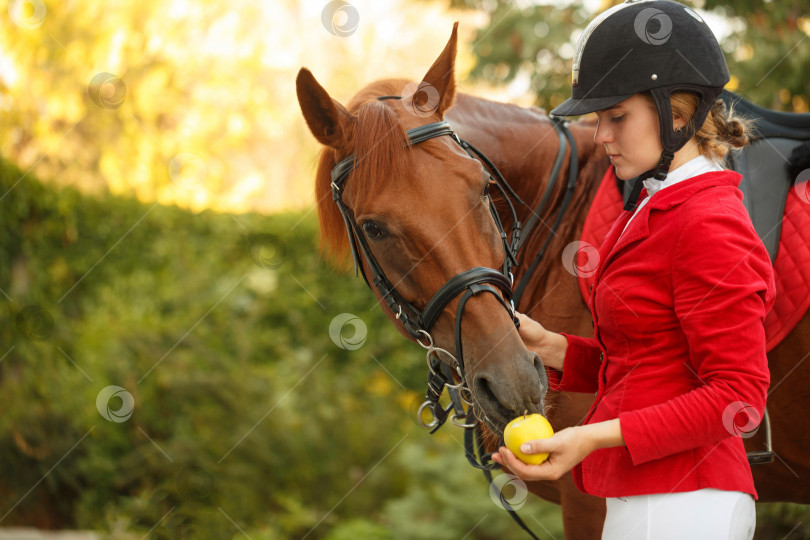 Скачать Жокей накормит лошадь яблоком фотосток Ozero