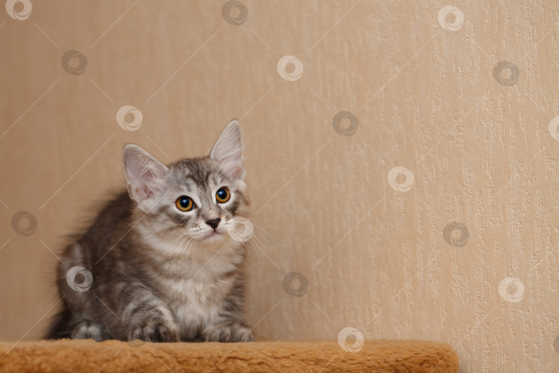 Скачать Милый маленький котенок-бобтейл фотосток Ozero