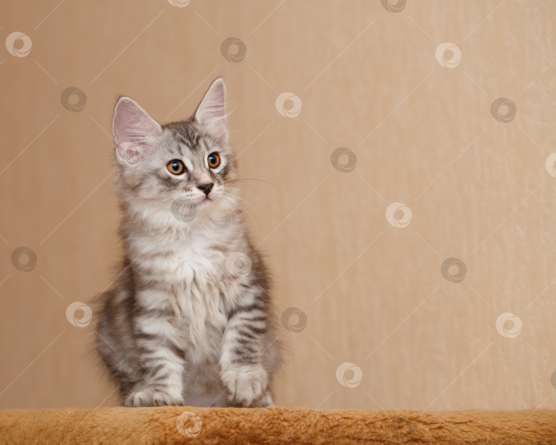 Скачать Милый маленький котенок-бобтейл фотосток Ozero