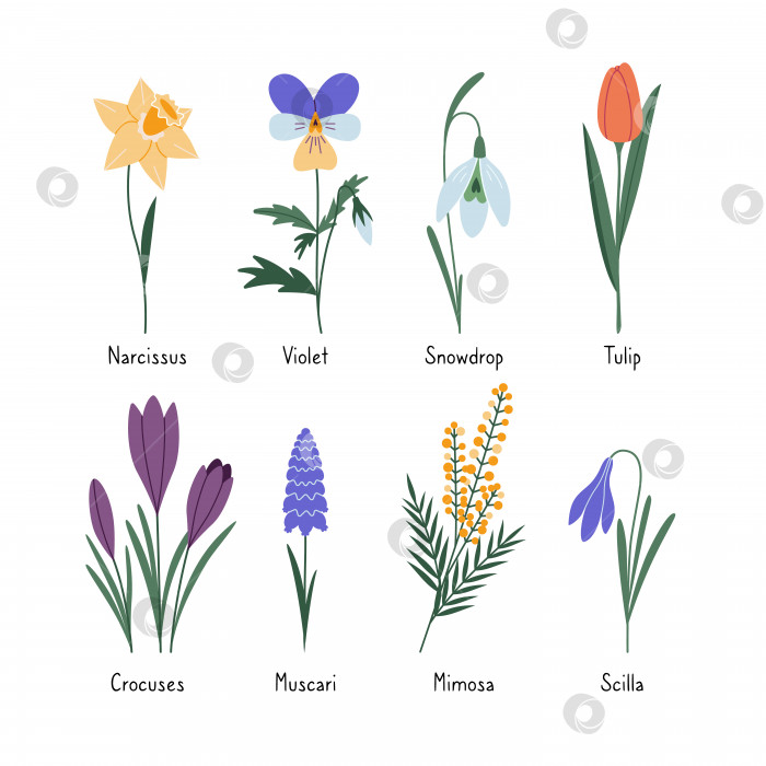 Скачать Набор первых весенних цветов с подписями в мультяшном стиле. Модная современная векторная иллюстрация, изолированная на белом фоне, нарисованная от руки, плоская фотосток Ozero