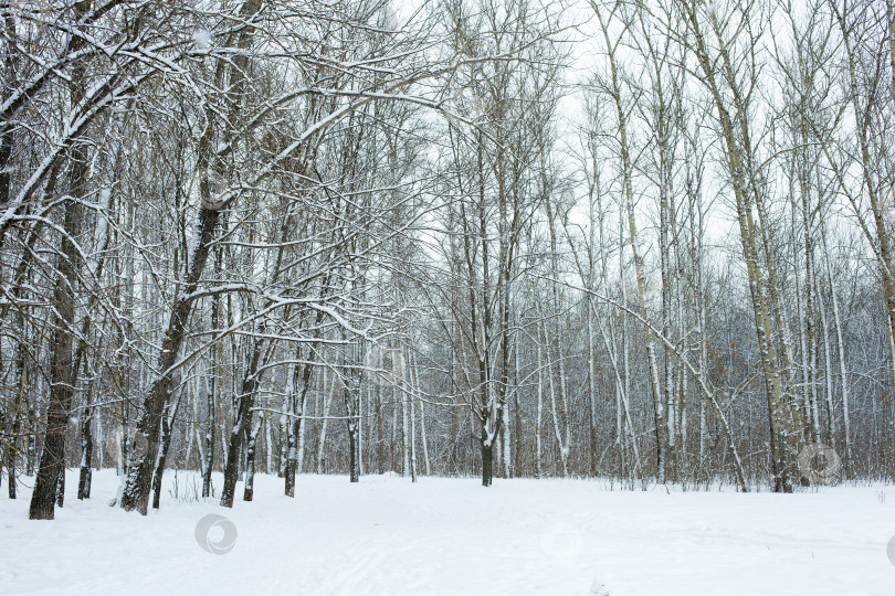 Скачать Зимний лес фотосток Ozero