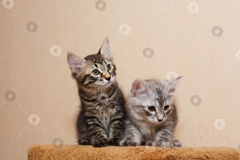 Скачать Два милых маленьких котенка-бобтейла фотосток Ozero