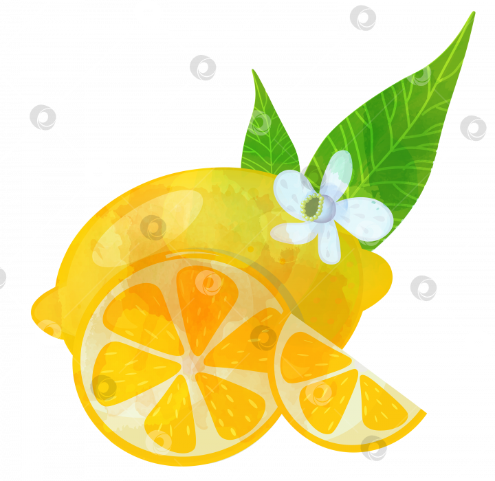 Скачать Мультяшный акварельный лимон с ломтиками, цветами и листьями. фотосток Ozero