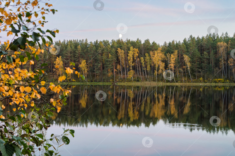 Скачать Золотая осень на берегу тихого озера, отражение природы в спокойной воде. Луна над лесом. фотосток Ozero