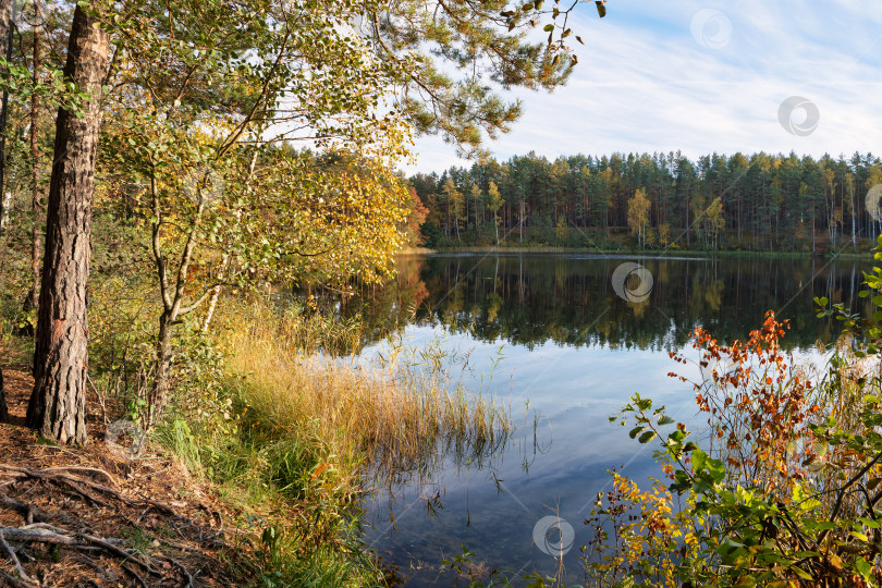 Скачать Золотая осень у тихого озера среди леса, отражение природы в спокойной водной глади фотосток Ozero