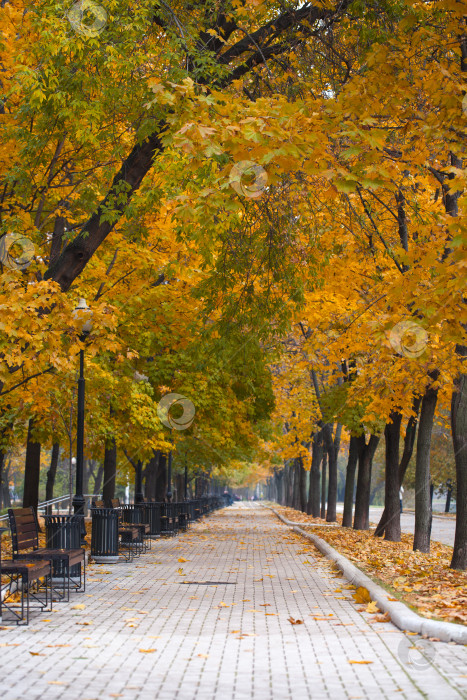 Скачать Осенняя красота фотосток Ozero