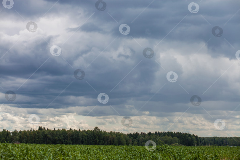 Скачать горизонт, грозовые тучи над кукурузным полем фотосток Ozero