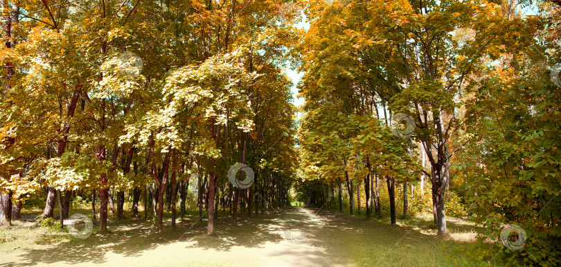 Скачать Красивый зеленый лес фотосток Ozero