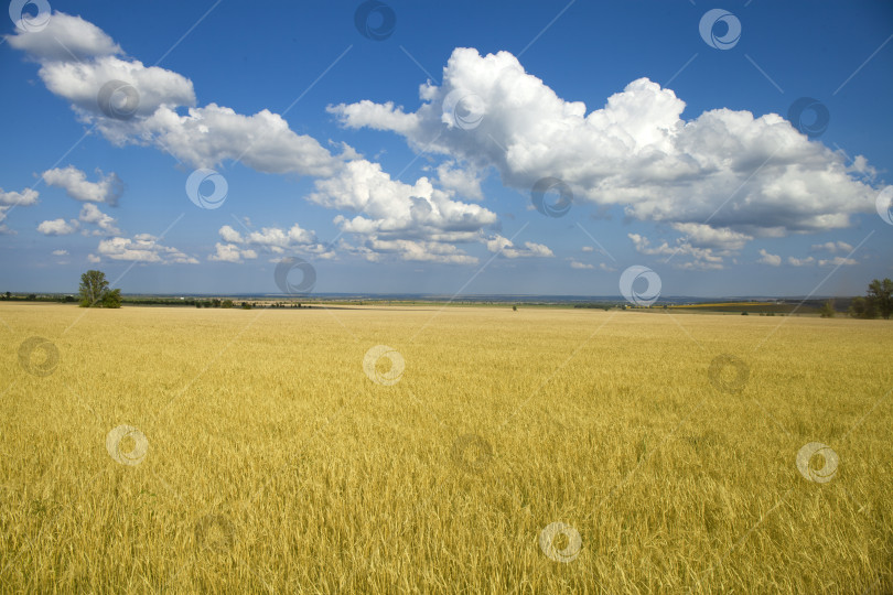 Скачать Золотое пшеничное поле и голубое небо с облаками фотосток Ozero
