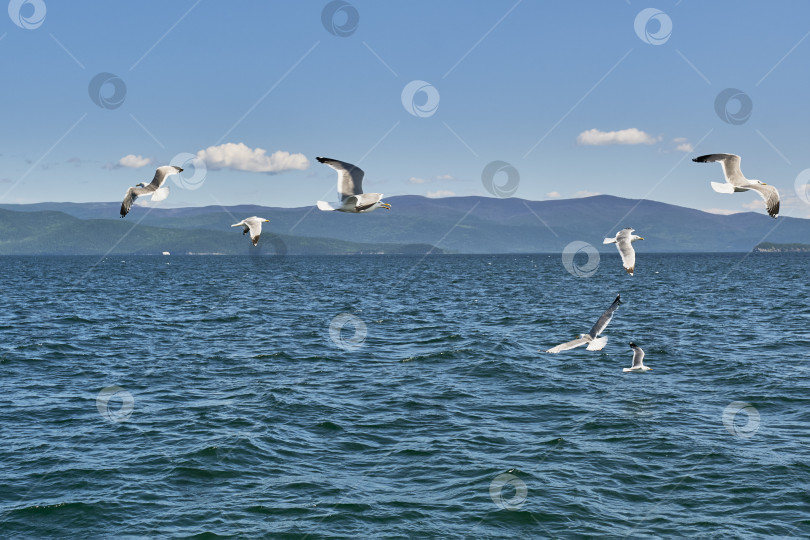 Скачать Байкальские чайки летят над водой. Чивыркуйский залив озера Байкал, Россия. фотосток Ozero